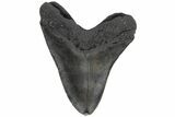 Fossil Megalodon Tooth - South Carolina #210742-2
